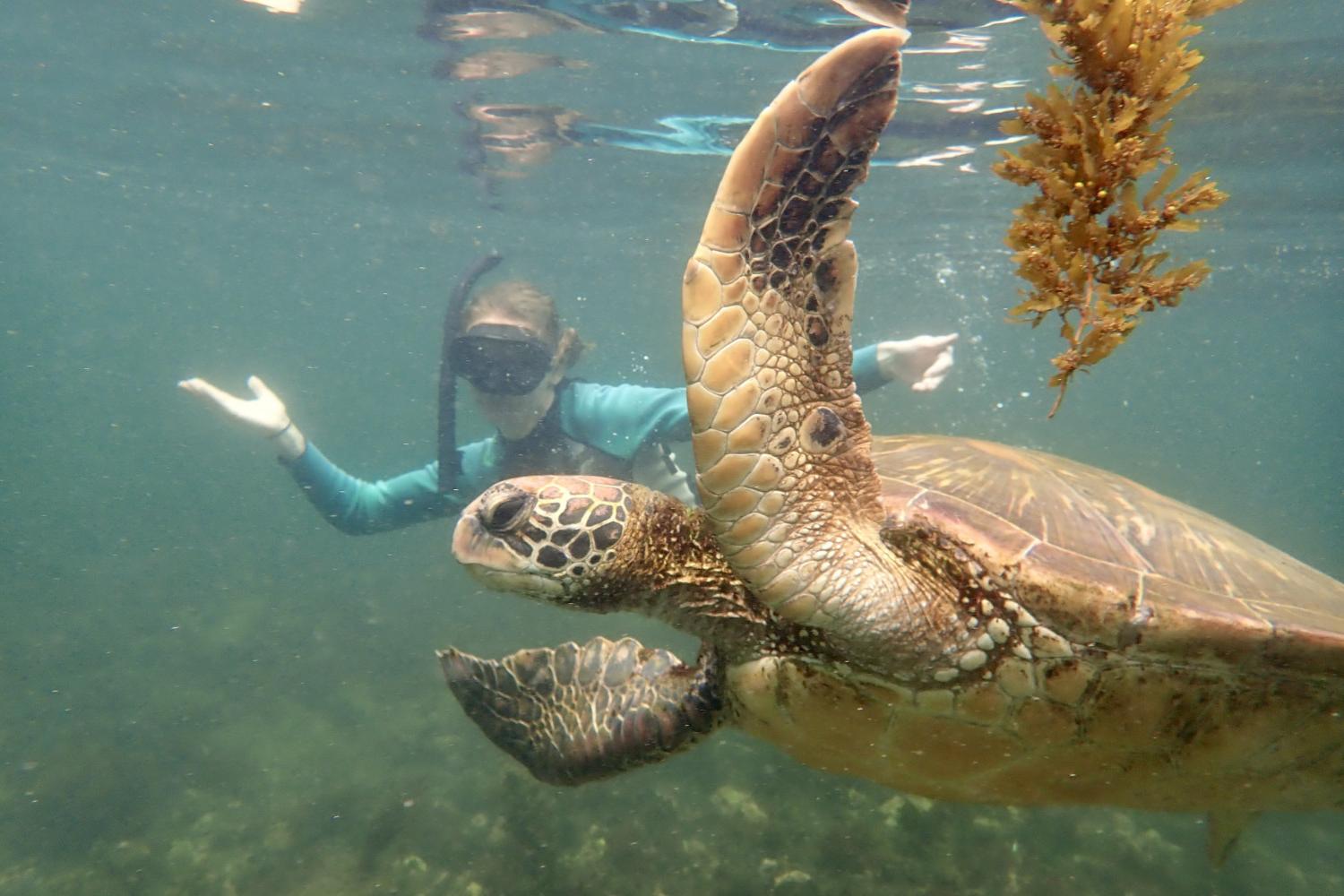 一名<a href='http://dw8x4q.hanyuneducation.com'>博彩网址大全</a>学生在Galápagos群岛游学途中与一只巨龟游泳.